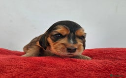 Cocker Spaniel dogs for sale: Quality Sable Show Cocker spaniel Puppies - Image 24