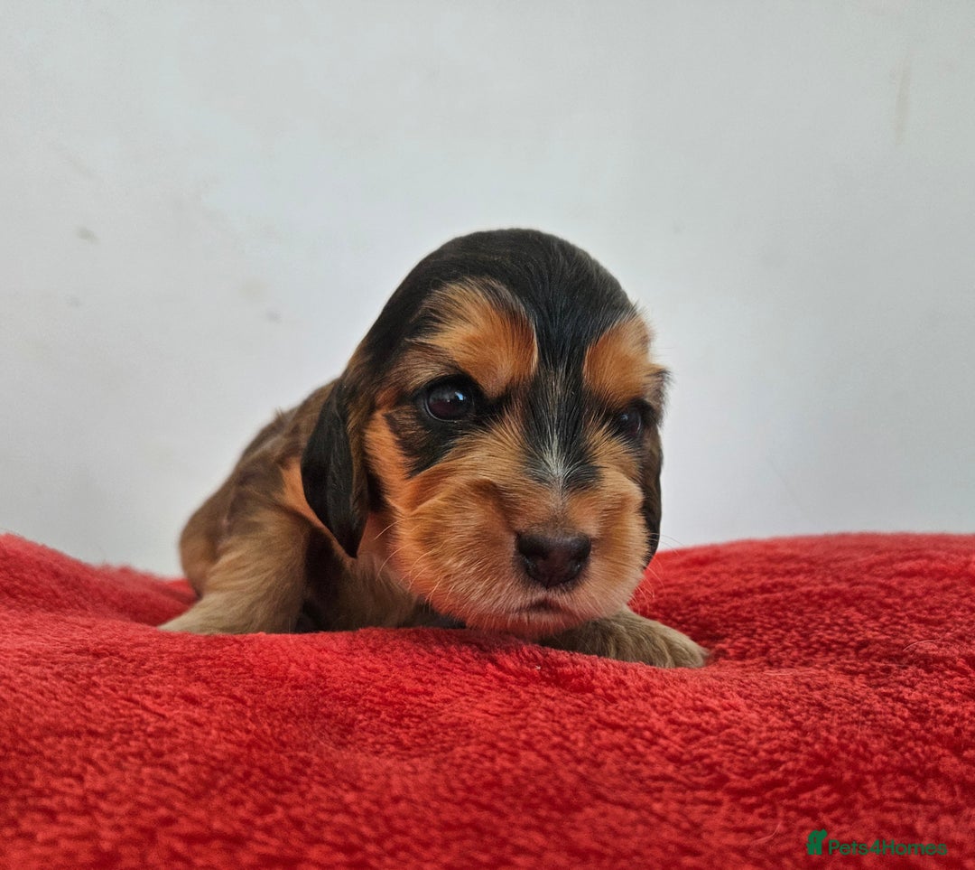 Cocker Spaniel dogs for sale: Quality Sable Show Cocker spaniel Puppies - Image 24