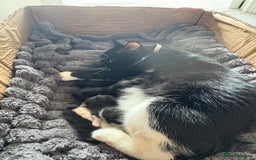 Mixed Breed cats for sale: 2 beautiful black female kittens  - Image 6