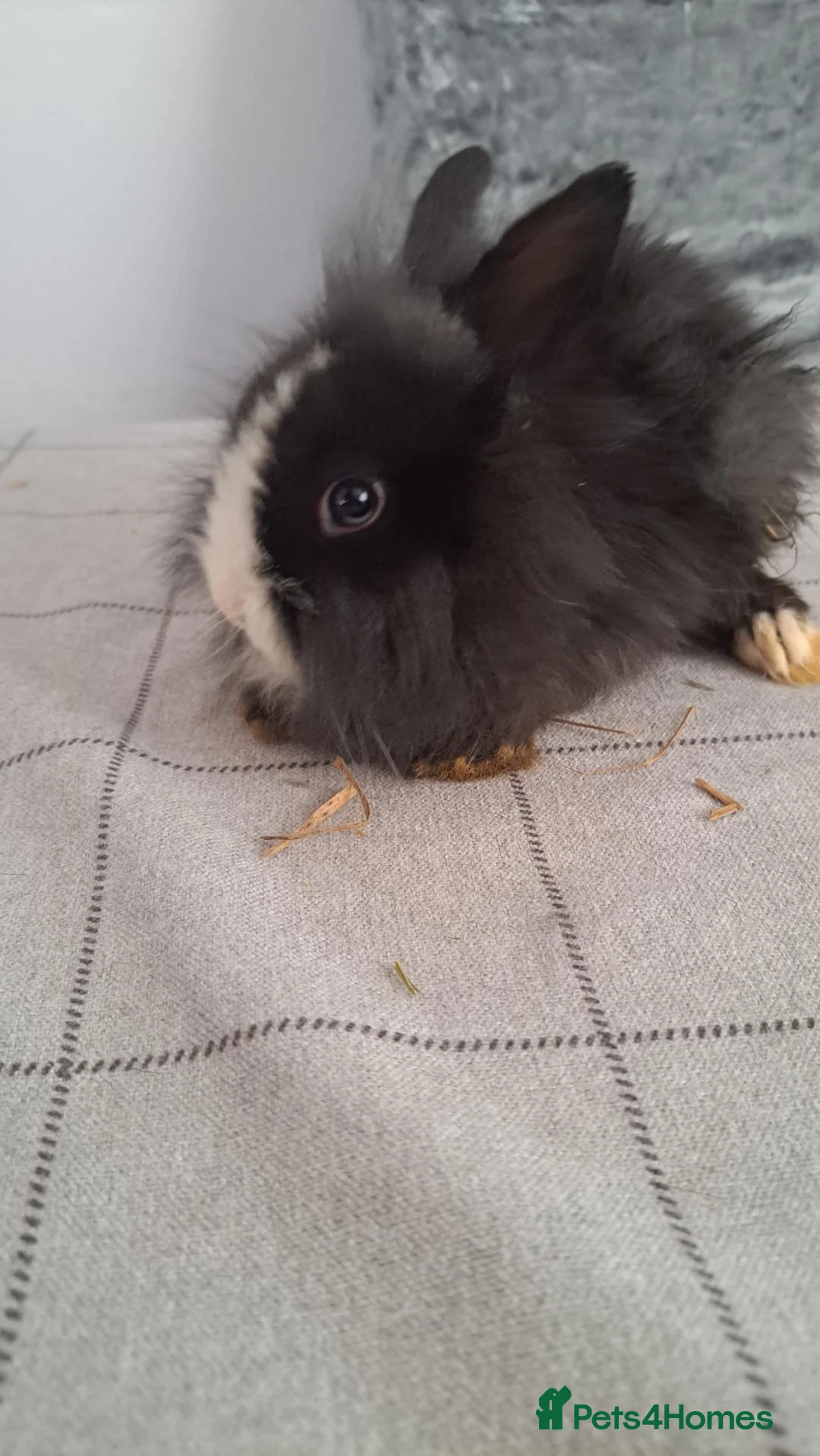 Lionhead rabbits for sale: Lionhead in Sleaford - Advert 1