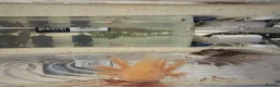 Axolotl reptiles for sale: Axolotl Babies - only 3 left!  - Advert 10