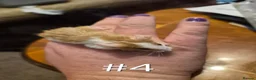 Mouse rodents for sale: 4 Cute Female Baby Fancy Mice - Advert 7