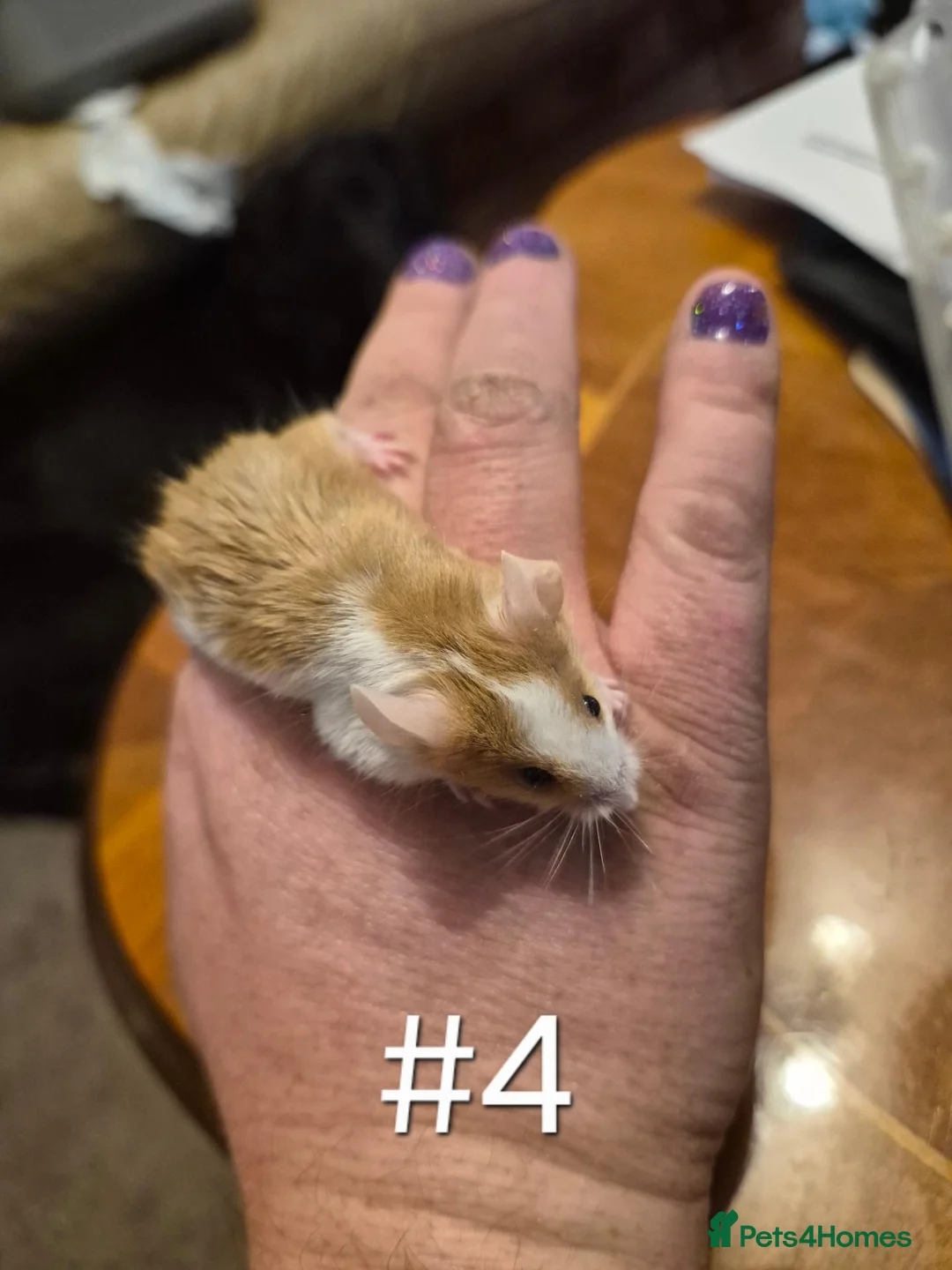 Mouse rodents for sale: 4 Cute Female Baby Fancy Mice - Advert 7