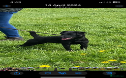 Patterjack dogs for sale: Patterjack pups - Advert 3