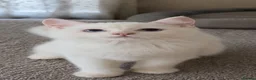 Scottish Fold cats for sale: Scottish Straight Chinchilla male  - Advert 5