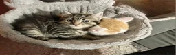 Mixed Breed cats for sale: Kittens  in Loughborough - Advert 6
