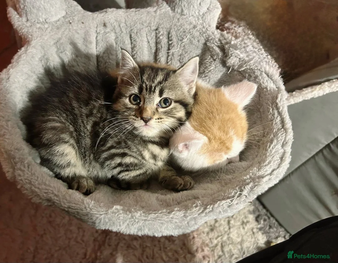 Mixed Breed cats for sale: Kittens  in Loughborough - Advert 6