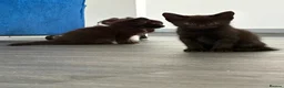 Mixed Breed cats for sale: Black and white male kittens  - Advert 9