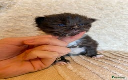 Ragdoll cats for sale: Ragdoll x kittens  - Image 5