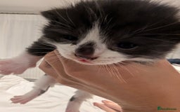 Mixed Breed cats for sale: 3 Beautiful Black and White Tuxedo Kittens  - Image 10