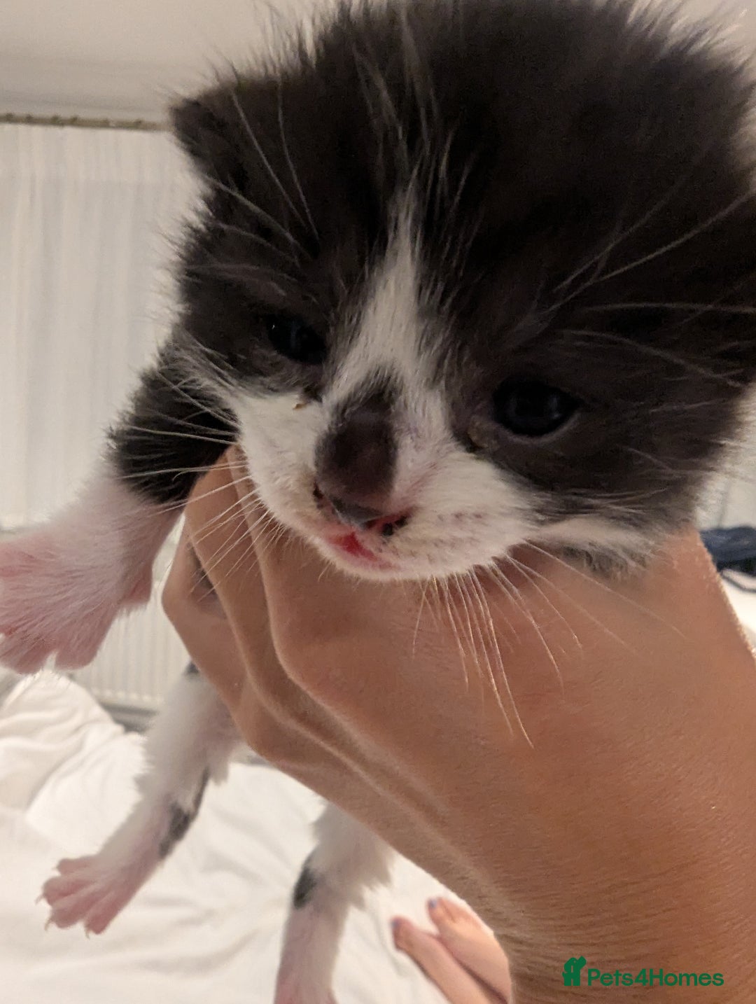 Mixed Breed cats for sale: 3 Beautiful Black and White Tuxedo Kittens  - Image 10
