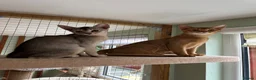 Abyssinian cats for sale: Silver Abyssinian kittens  - Advert 17