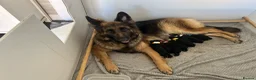 German Shepherd dogs for sale: Kc German Shepard long haired  - Advert 27