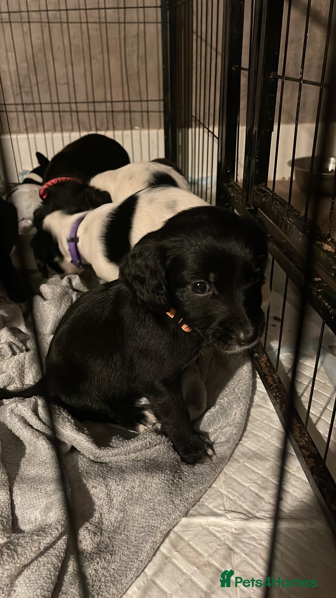 Mixed Breed dogs for sale: Sprocker x pups - Advert 1