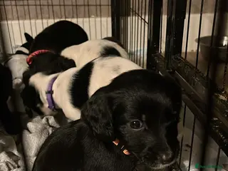 Mixed Breed dogs Sprocker x pups - Advert 5