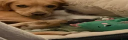 Mixed Breed cats for sale: Little female kitten 🤍 - Advert 3