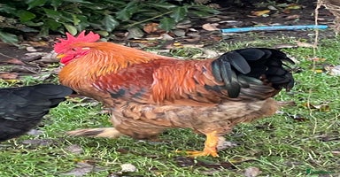 Chickens poultry - Advert 14