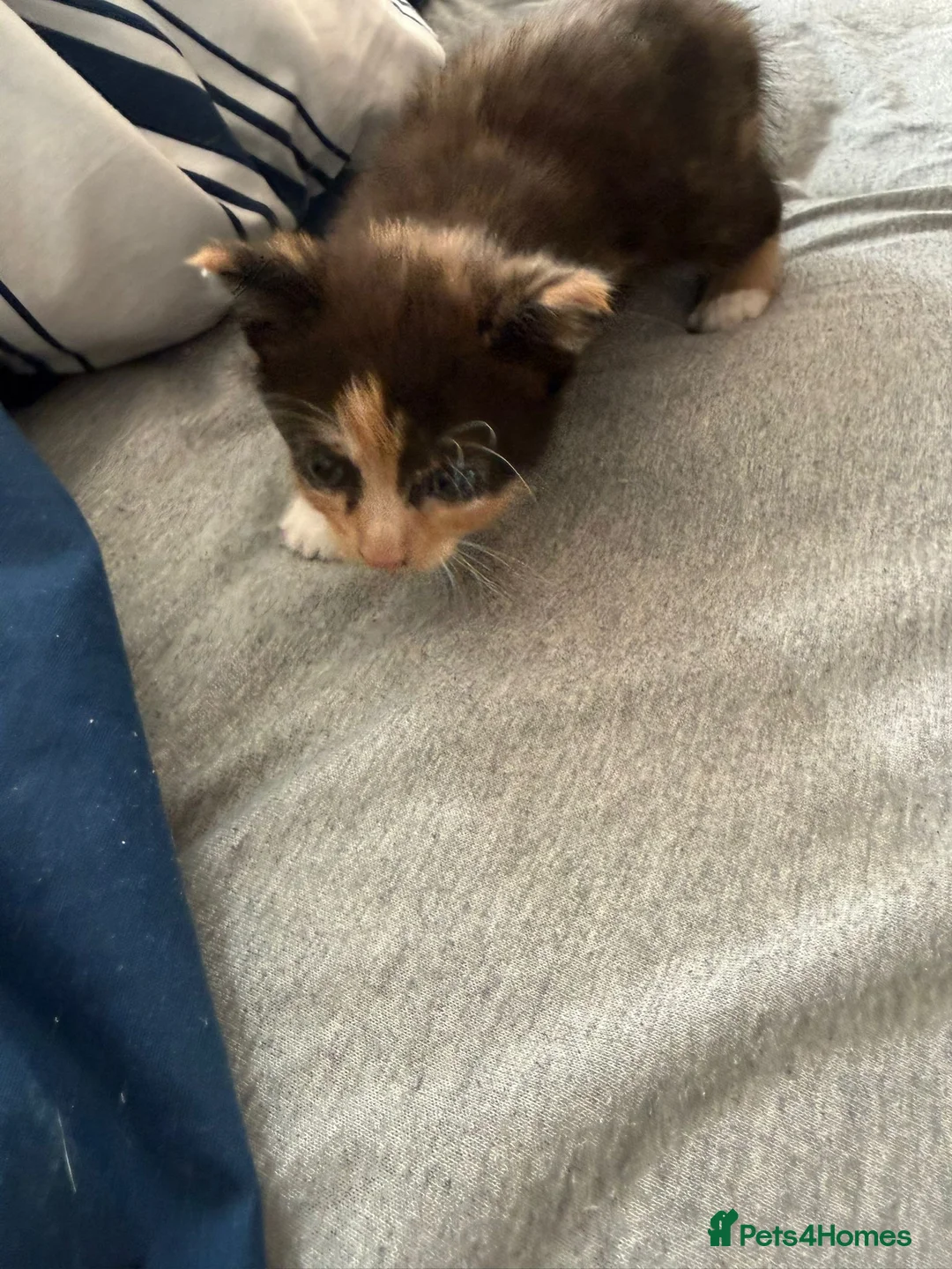 American Shorthair cats for sale: Gorgeous kittens for sale - Advert 2