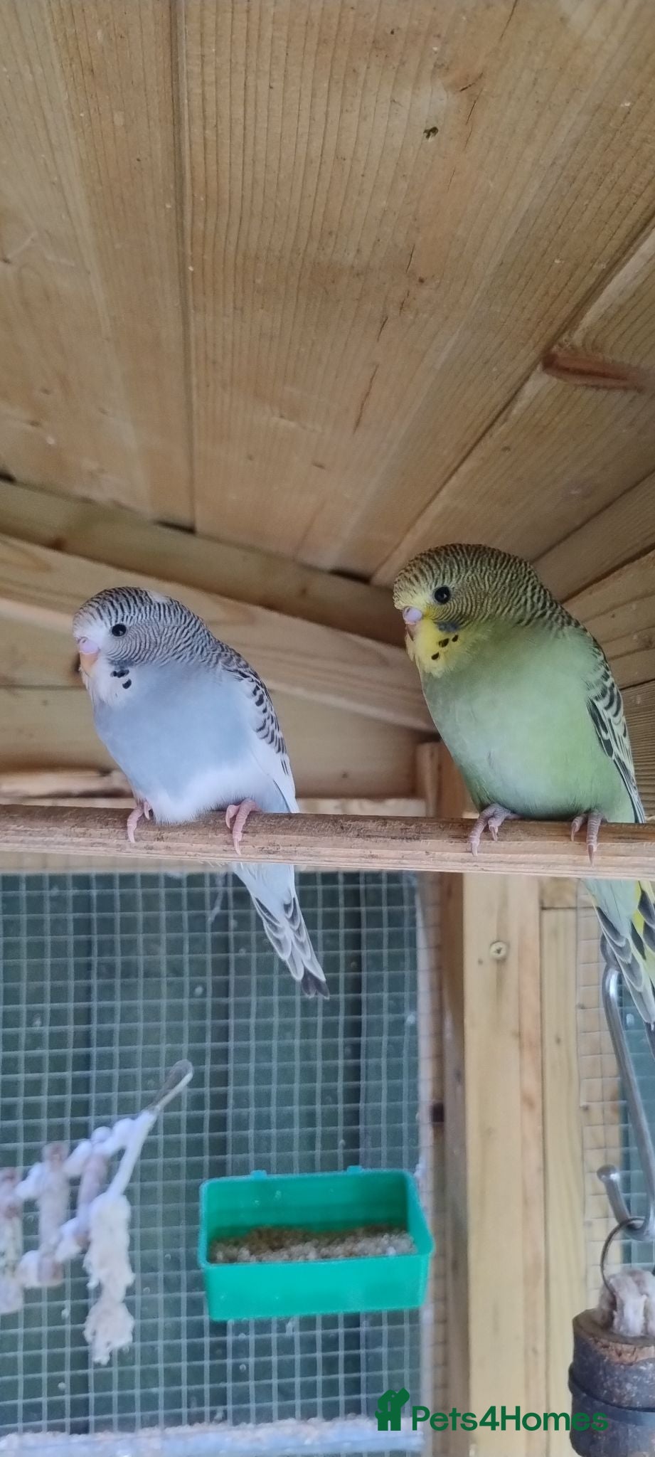 Budgerigars birds Baby budgies, easily tamed  - Advert 21