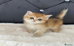 British Shorthair cats for sale: Ready to go Golden BSH Kittens Champ line  in March - Image 7