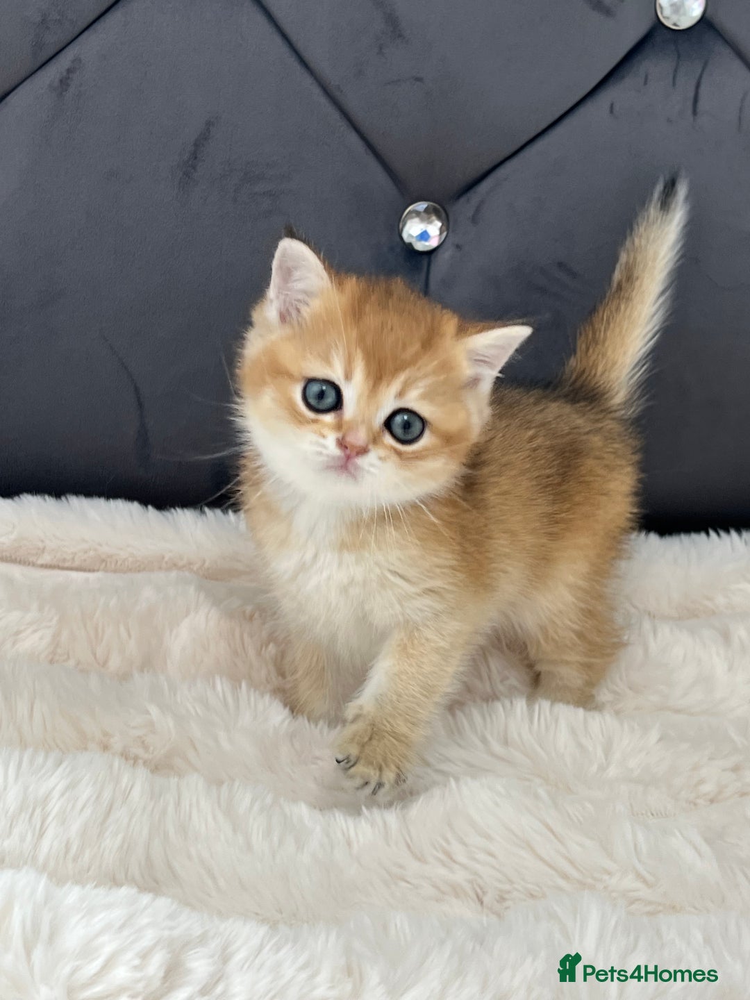 British Shorthair cats for sale: Ready to go Golden BSH Kittens Champ line  in March - Image 7