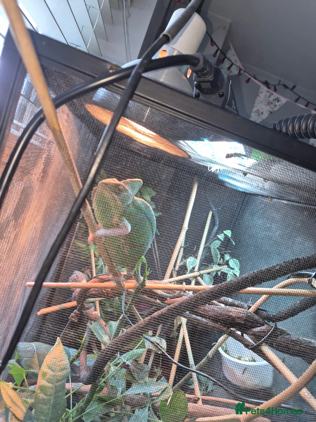 Chameleon reptiles for sale: Female Pied Veiled Chameleon  in Stowmarket - Advert 2