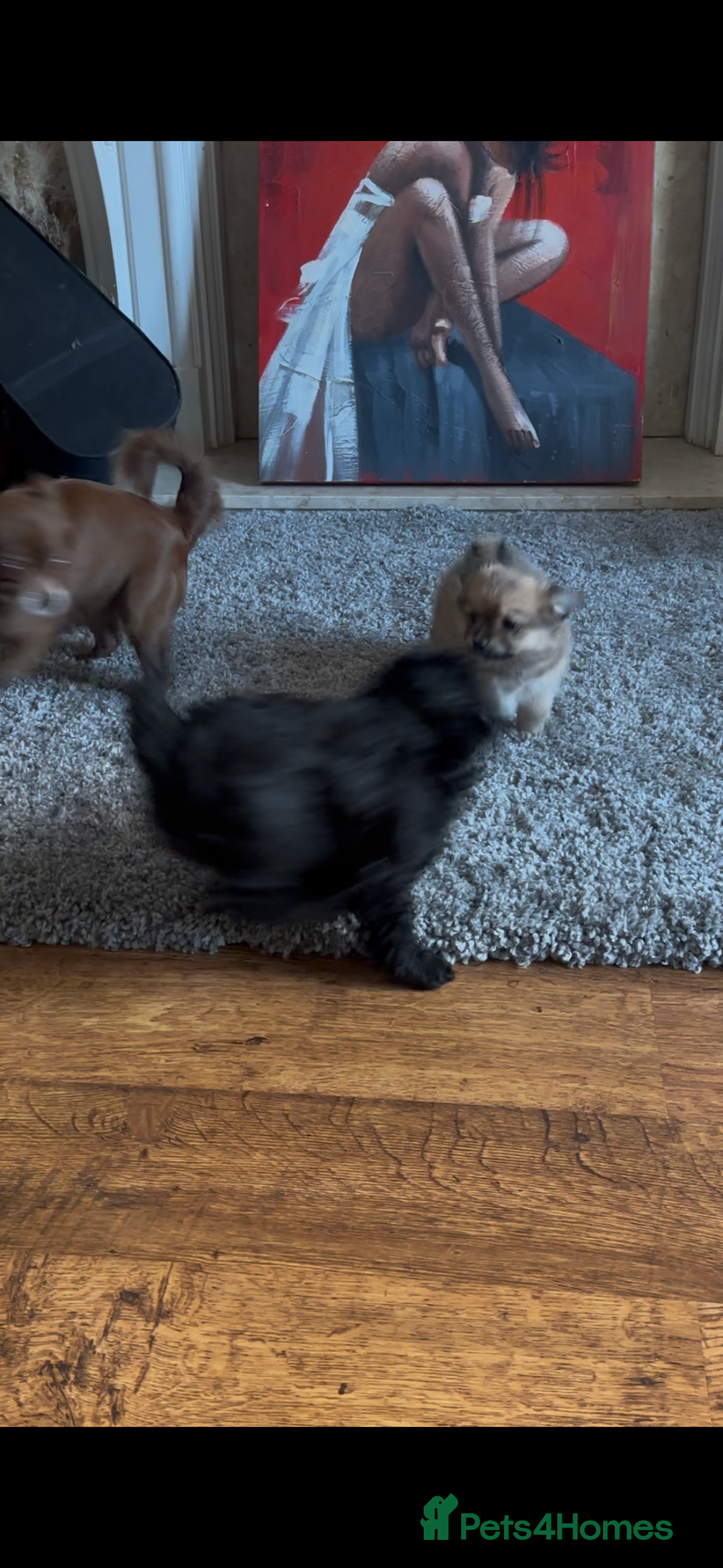 Pomchi dogs for sale: stunning fluffy girls  - Advert 2