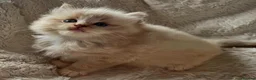 Ragdoll cats for sale: Registered kitten looking for forever home - Advert 5
