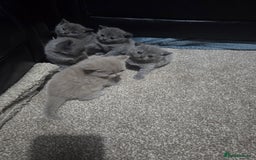 British Shorthair cats for sale: British short hair kittens - Image 3