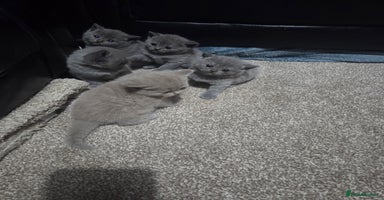 British Shorthair cats British short hair kittens - Advert 13