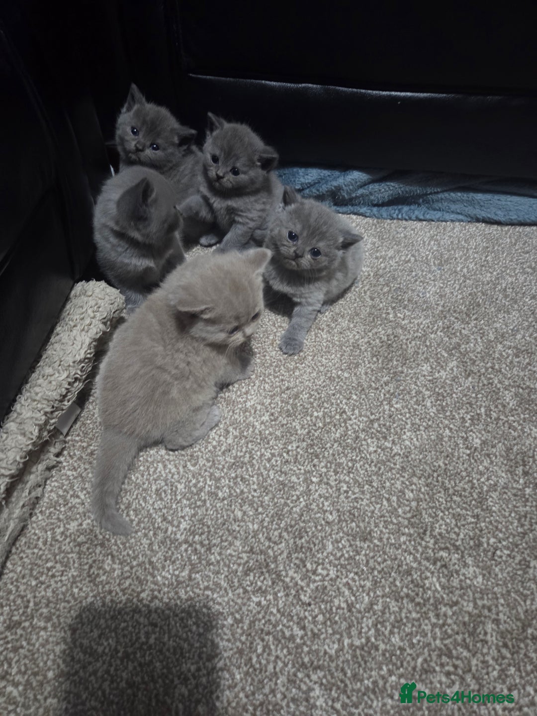 British Shorthair cats for sale: British short hair kittens - Image 3