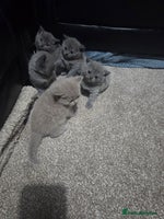 British Shorthair cats British short hair kittens - Advert 5