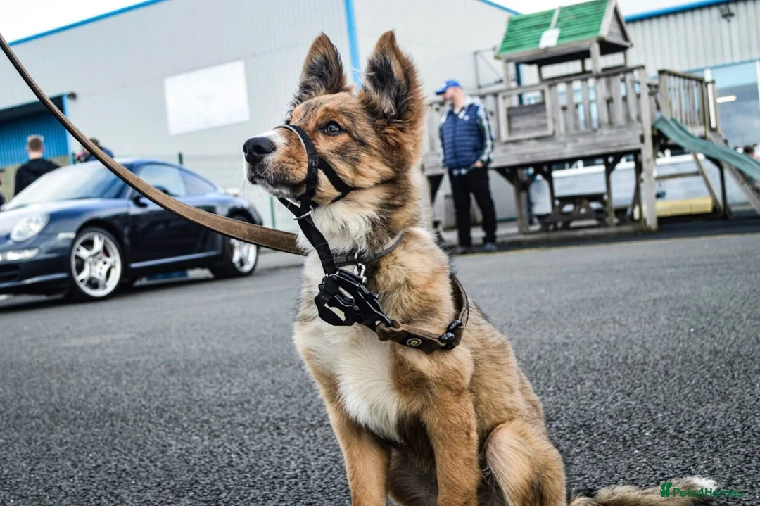 Mixed Breed dogs for sale: German shepherd x Collie  in Deeside - Advert 4