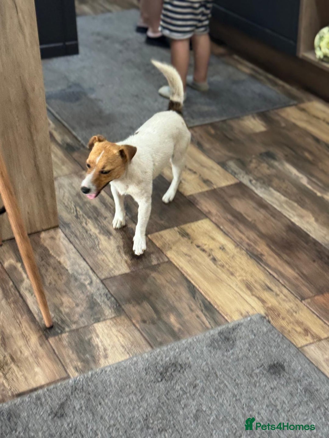 Jack Russell dogs for adoption: Sweet Jenni Looking for Love  - Image 7