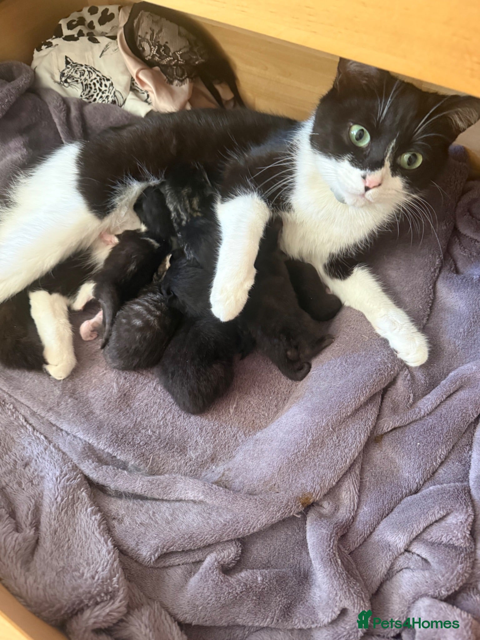 Mixed Breed cats Female kittens for sale - Advert 2