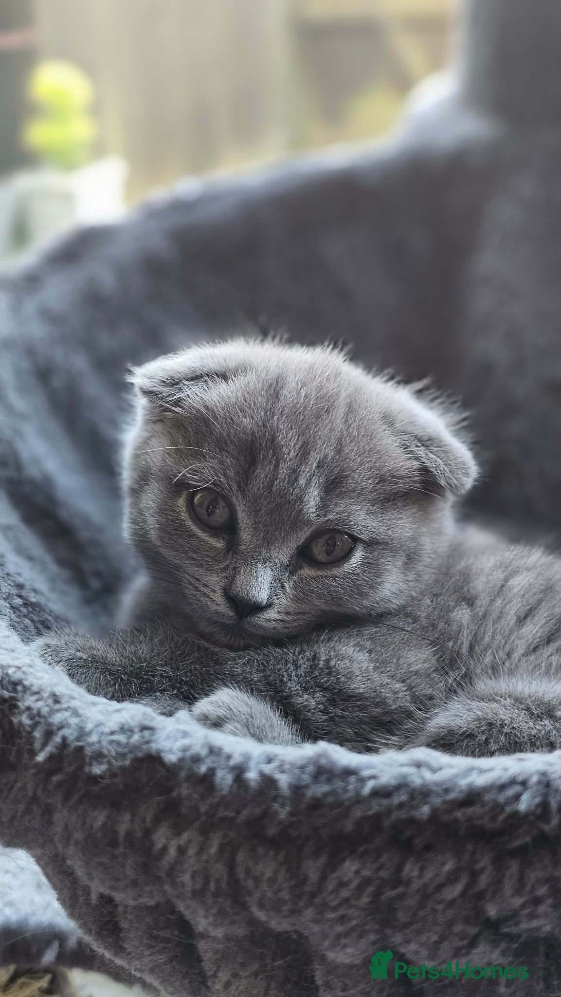 Scottish Fold cats Scottish fold - Advert 1