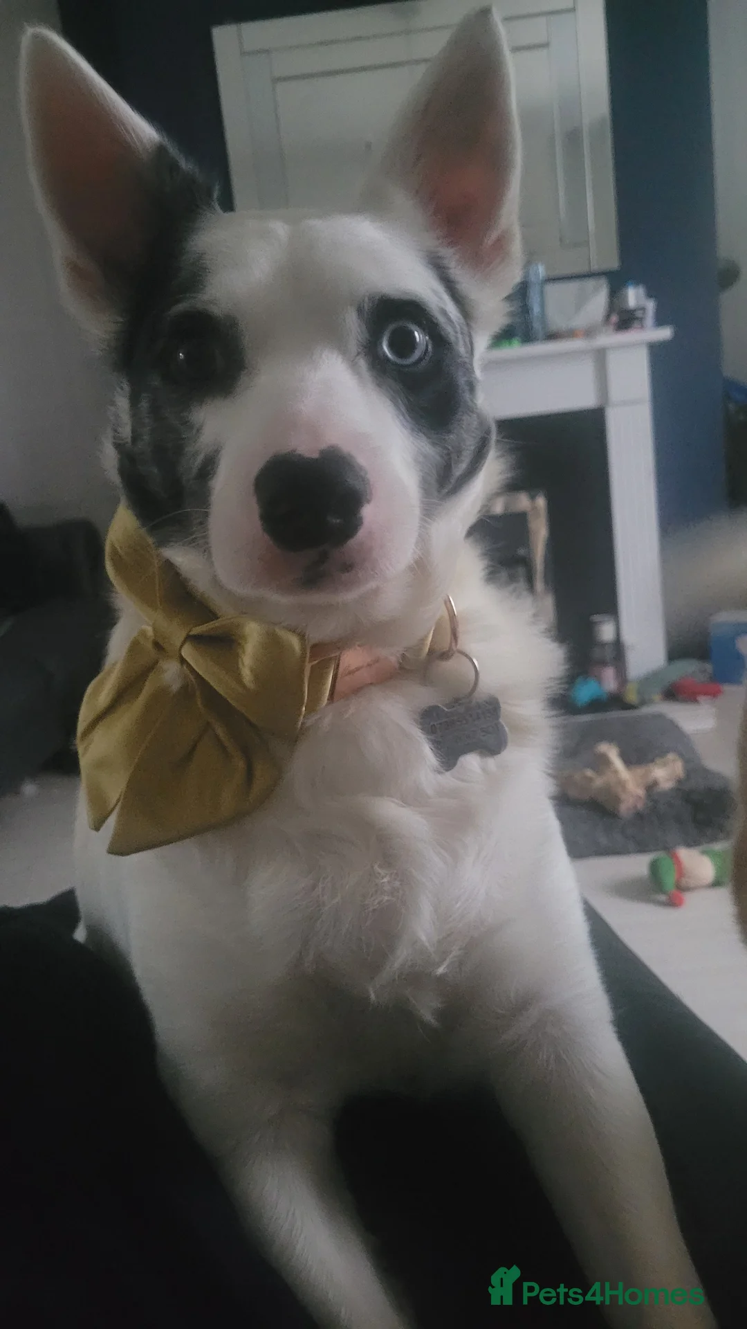 Border Collie dogs for sale: Blue merle- bi eyed - needs a loving home  - Advert 2