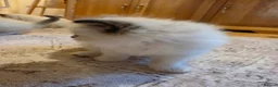 Ragdoll cats for sale: Seal mitted ragdoll kittens ready 26/9 - Advert 23