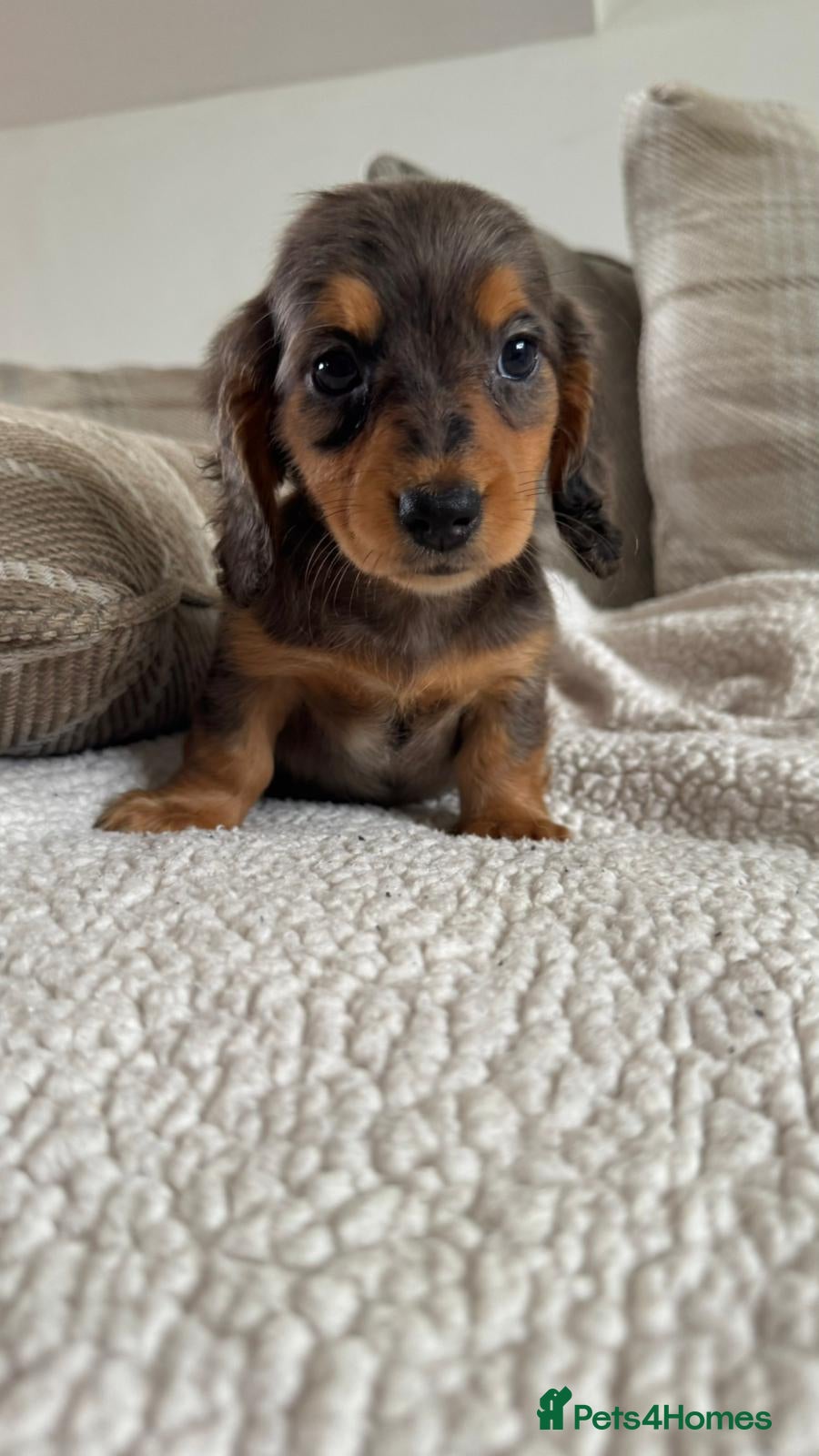 Dachshund dogs BEAUTIFUL MINI DACHSHUNDS PRA CLEAR & KC REG - Advert 1