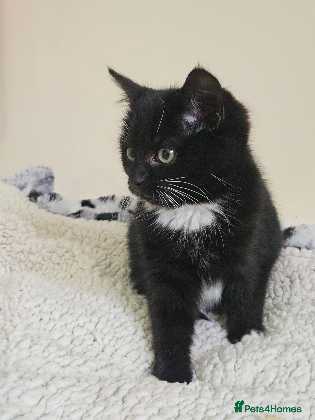 Mixed Breed cats for sale: Friendly kittens different ages - ready now - Advert 5