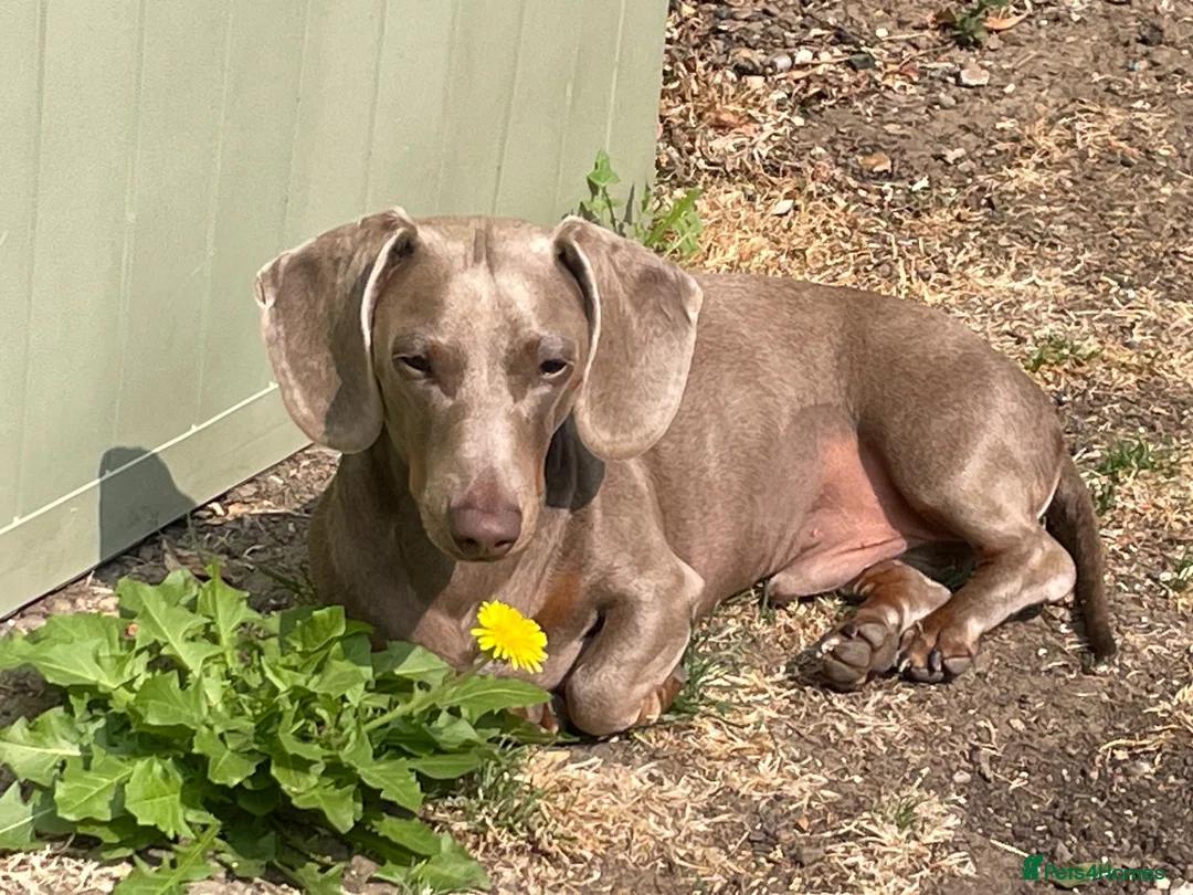 Dachshund dogs for sale: Isabella Tan Dachshund in Holsworthy - Advert 2