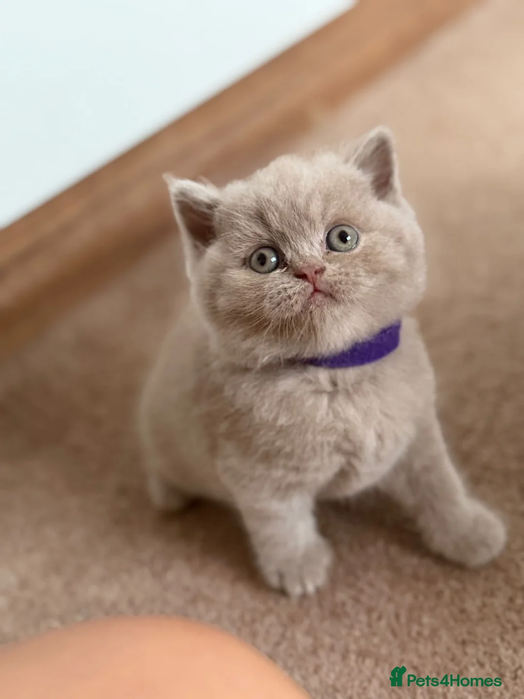 British Shorthair cats for sale: Loving Home-Raised British Shorthair Kittens - Advert 2
