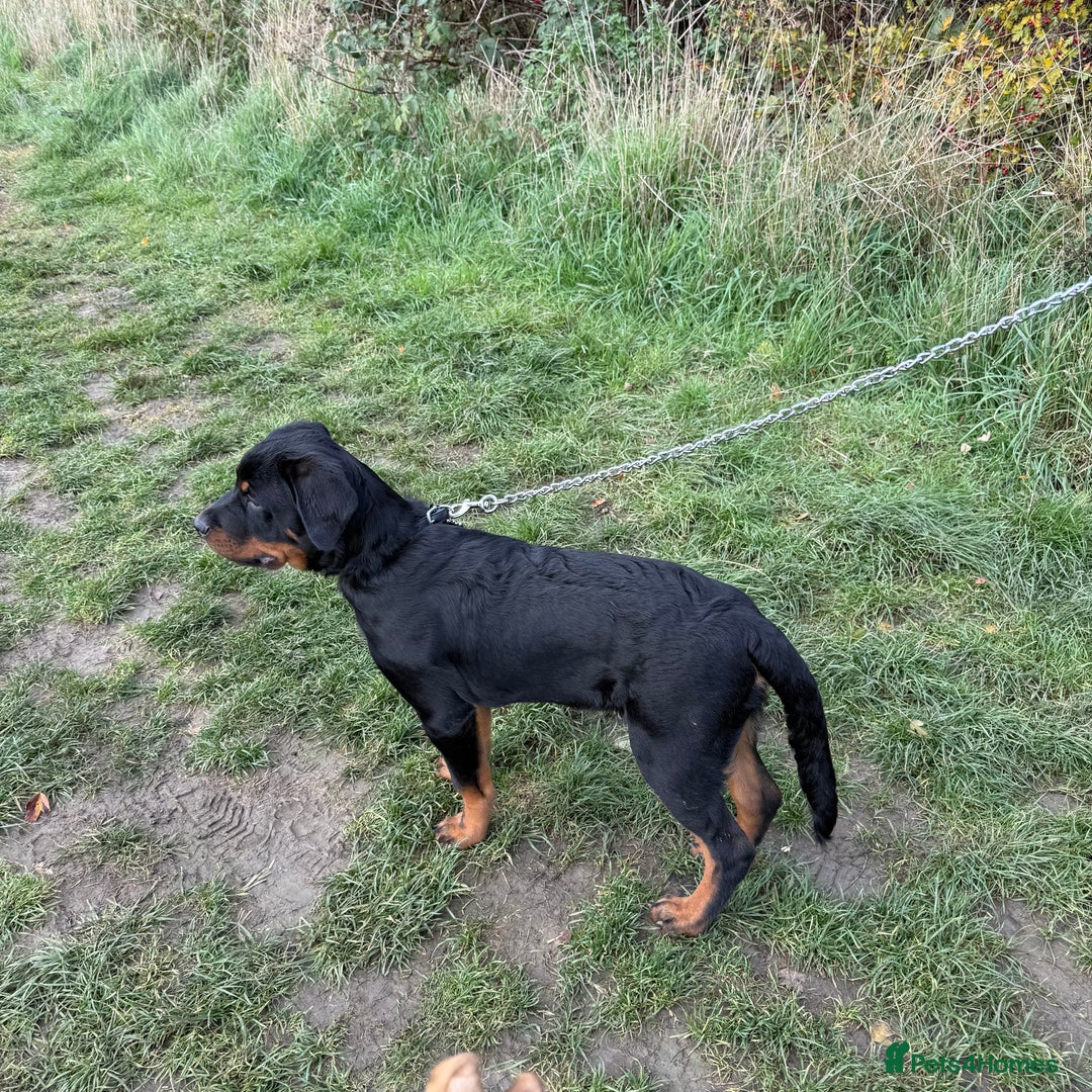 Rottweiler dogs for sale: Rottweiler - Advert 3