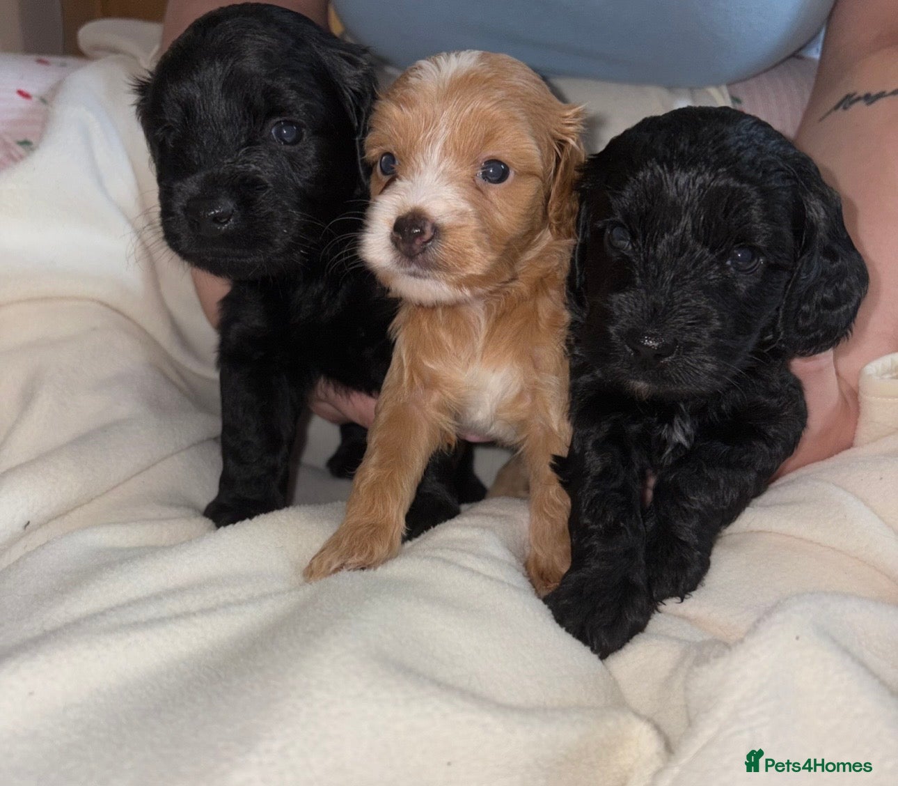 Cockapoo dogs 💫Gorgeous Cockapoos💫 - Advert 7