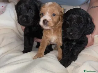 Cockapoo dogs 💫Gorgeous Cockapoos💫 - Advert 9