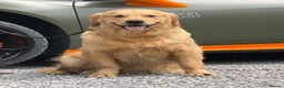 Golden Retriever dogs for sale: 11 month old male golden retriever for sale  - Advert 3
