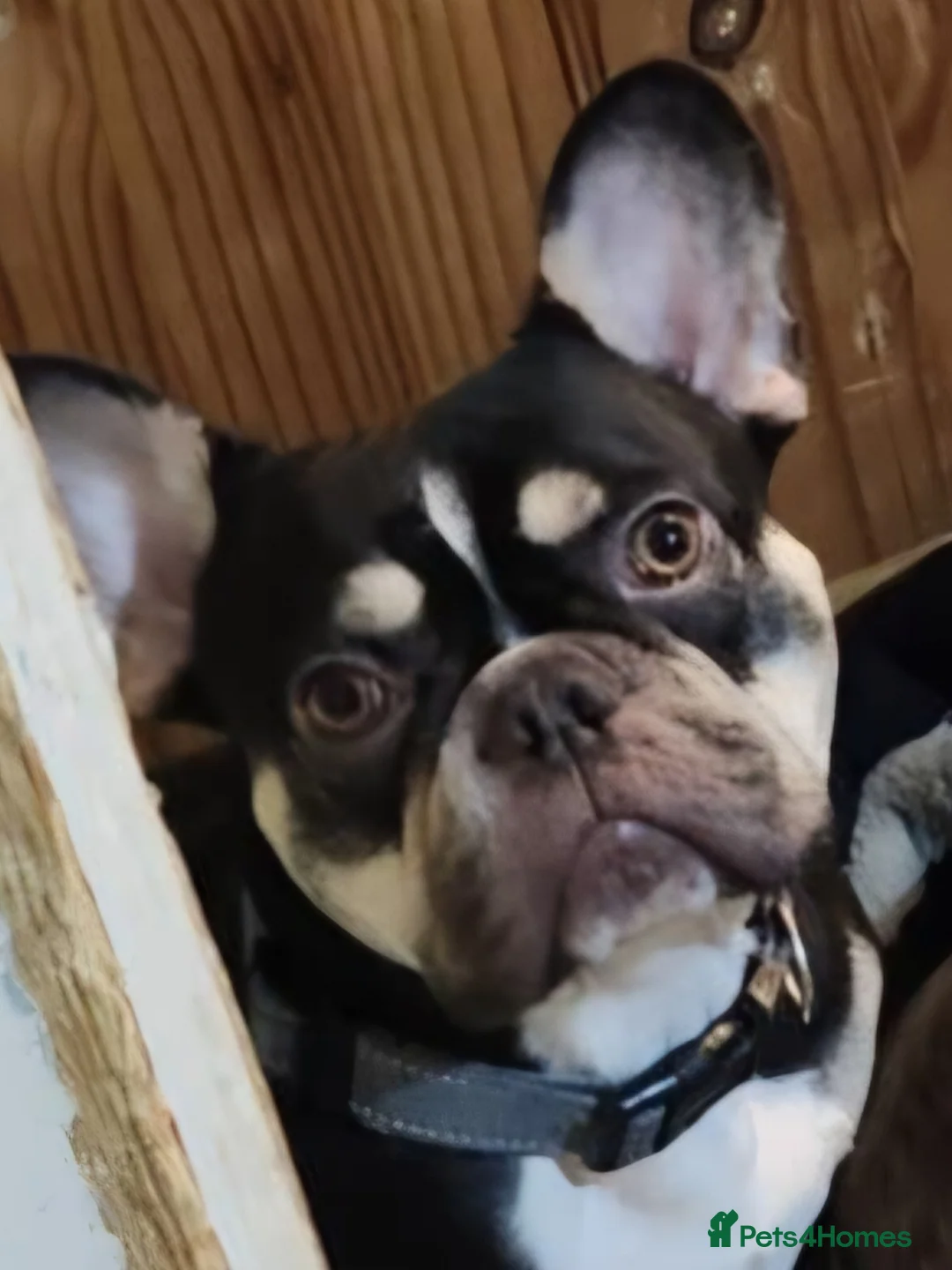 French Bulldog dogs for stud: French bulldog for stud  - Advert 1