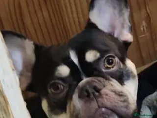 French Bulldog dogs French bulldog for stud - Advert 1