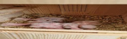 Cockatiels birds for sale: 3 8 week old cockatiels for sale £90 each - Advert 7