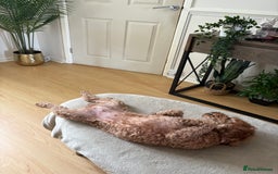 Cavapoo dogs for sale: Adult Cavapoo and Miniature Dachshund Females - Image 3